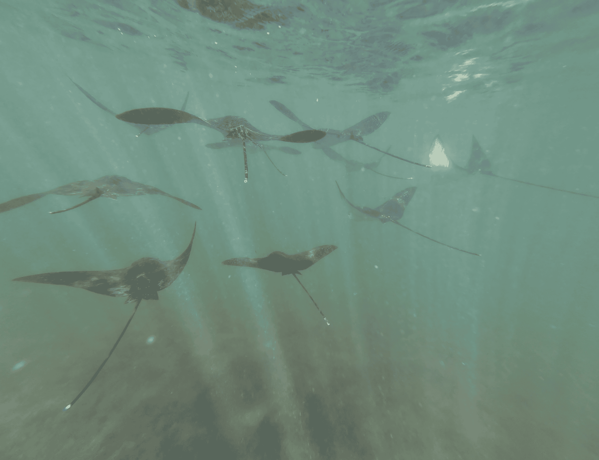 School of baby eagle rays swimming together. 10 eagle rays are seen in this underwater shot.